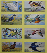 The Many Birds of Britain (Original)