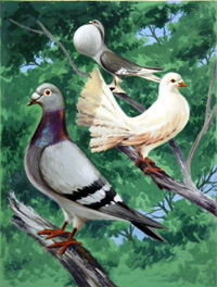 The Varieties of British Pigeons (Original)