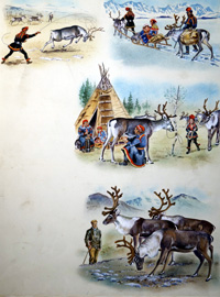 Laplanders and Reindeer (Original)