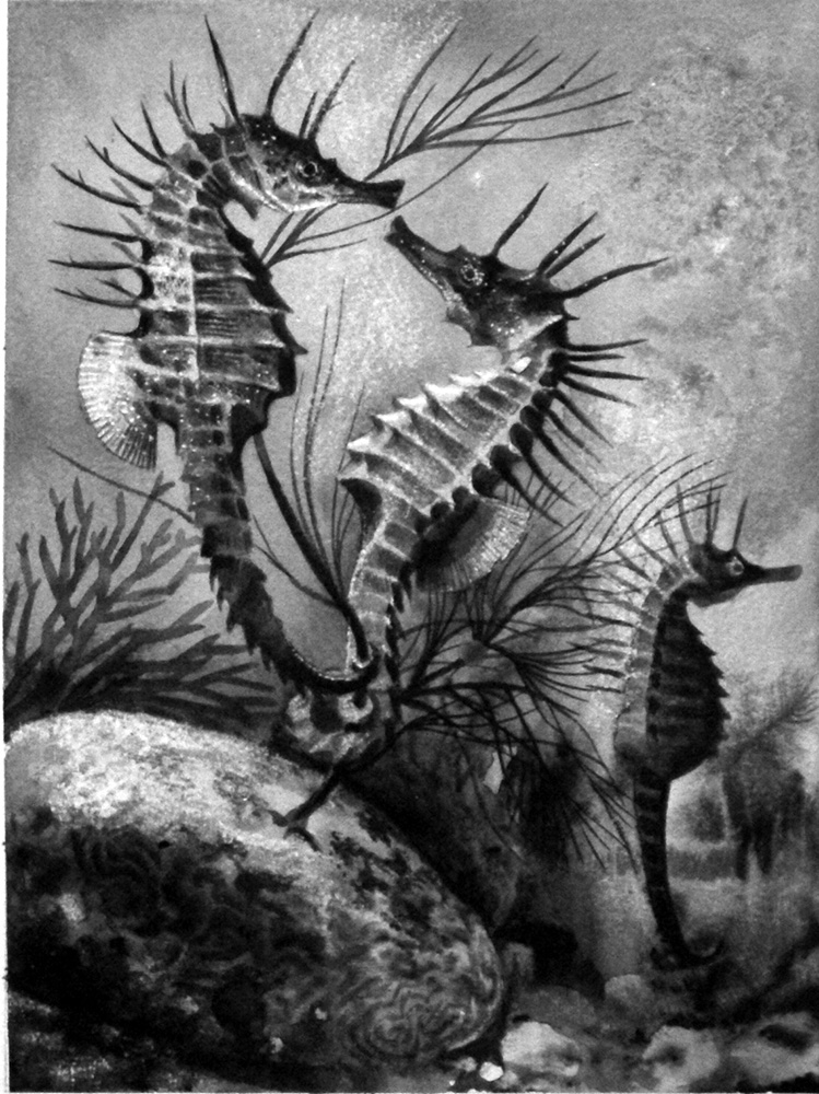Underwater 'Horses' (Original) art by Animals at The Illustration Art Gallery