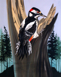 A Great Spotted Woodpecker (Original)