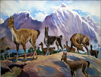 Llamas (Original)
