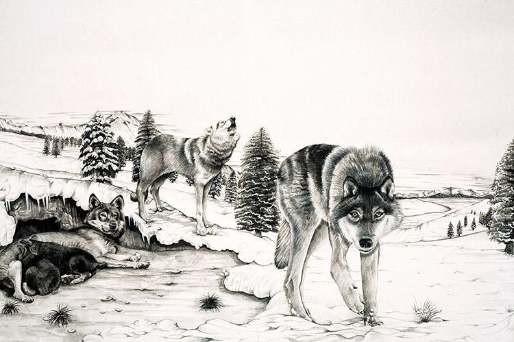 The World of Nature: The 'Gangster' on Four Legs (Original) by Sue Cartwright at The Illustration Art Gallery