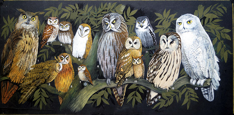 Thirteen Owls (Original) by John F Chalkley at The Illustration Art Gallery