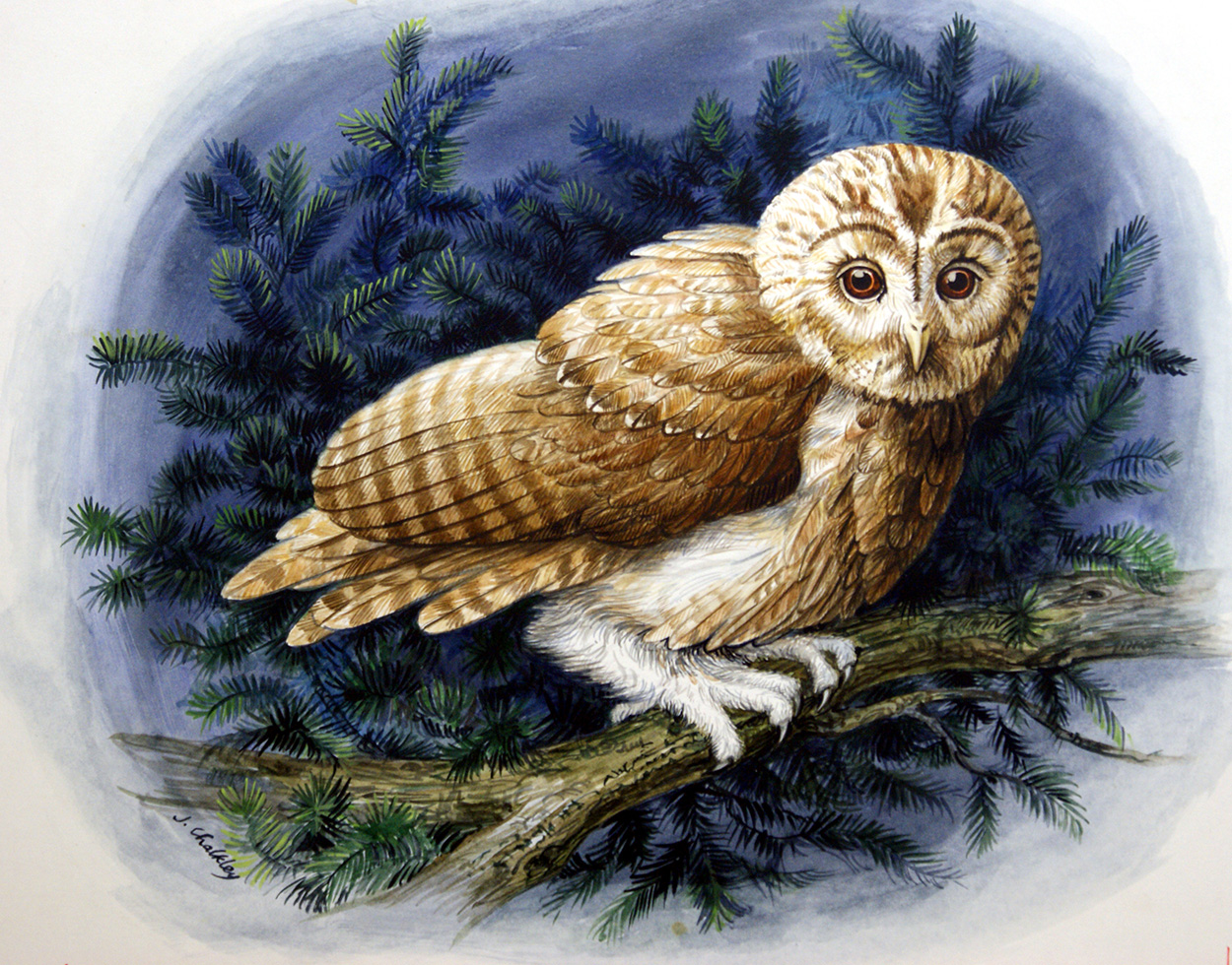 Tawny Owl (Original) (Signed) art by John F Chalkley at The Illustration Art Gallery