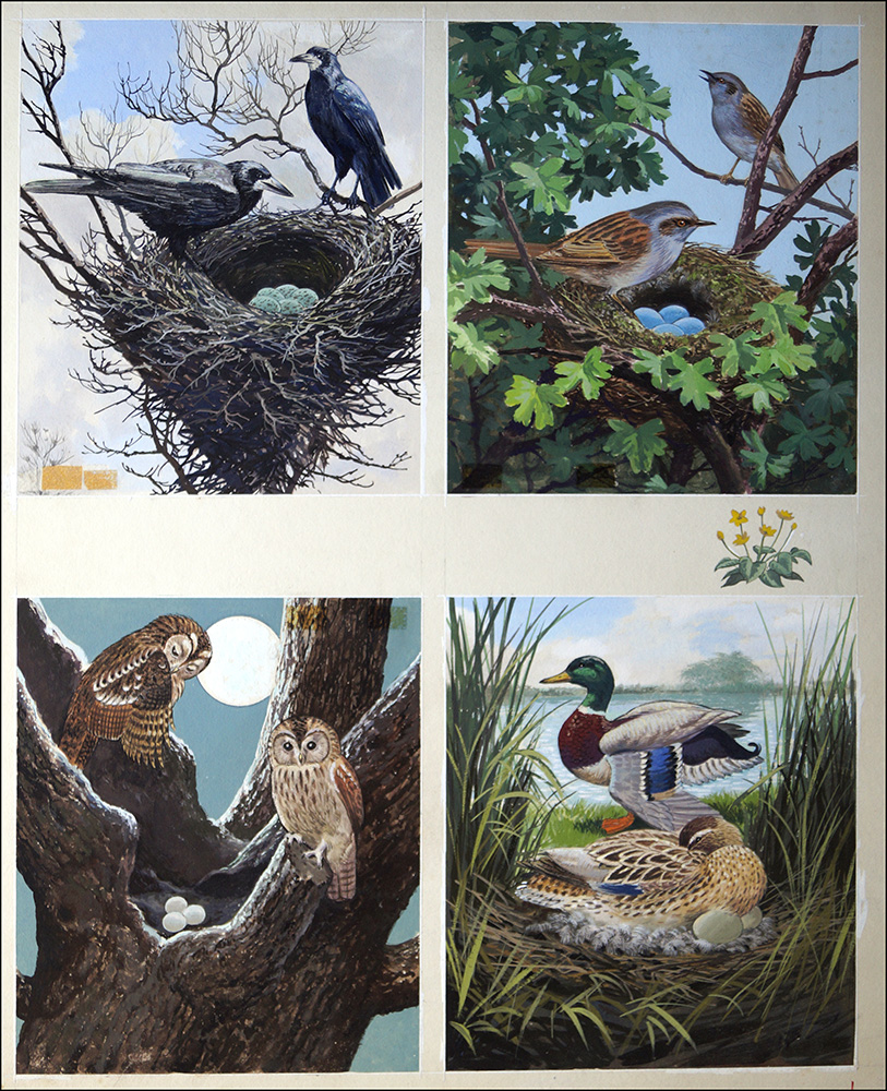 All Sorts of Birds and their Nests - 4 (Original) art by John F Chalkley at The Illustration Art Gallery