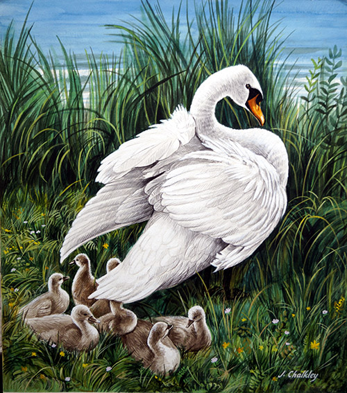 A Swan and her Cygnets (Original) (Signed) by John F Chalkley at The Illustration Art Gallery