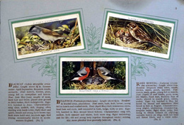 Complete Set of 50 Birds and Their Young Cigarette Cards in album (1937)