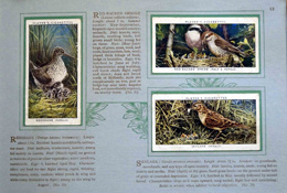 Cigarette cards in album: Set of 50 Birds and Their Young (50 cards) 