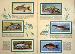 Cigarette cards in album: Set of 50 British Fresh Water Fishes (50 cards) 