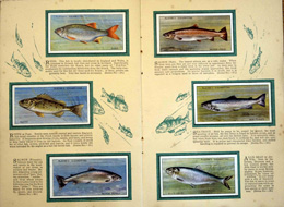Cigarette cards in album: Set of 50 British Fresh Water Fishes (50 cards) 