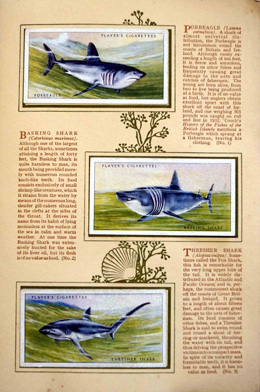Complete Set of 50 Sea Fishes Cigarette cards in album (1935) at The Book Palace