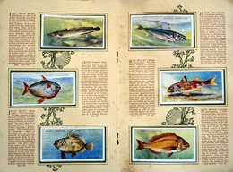 Cigarette cards in album: Set of 50 Sea Fishes (50 cards) 