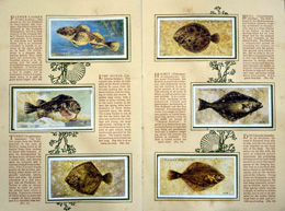 Cigarette cards in album: Set of 50 Sea Fishes (50 cards) 