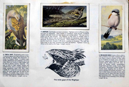 Complete Set of 50 Wild Birds in Britain Cigarette Cards in album (1978) at The Book Palace