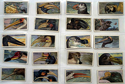 Full Set of 50 Cigarette Cards Curious Beaks (1929)