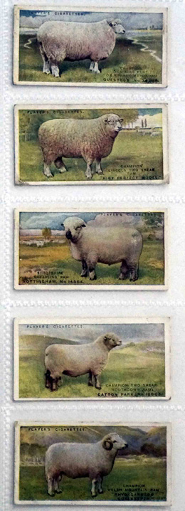 Cigarette cards: British Livestock 1915 