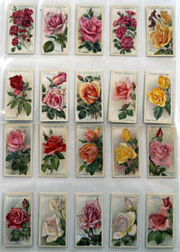 Roses: Full Set of 50 Cigarette Cards (1912) 