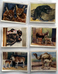 Full Set of 25 Cigarette Cards: Zoo Babies (1938) by Natural History (Wildlife) at The Illustration Art Gallery