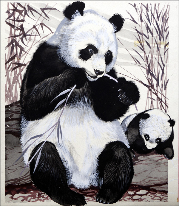 Panda Mother and Cub (Original) by Reginald B Davis at The Illustration Art Gallery