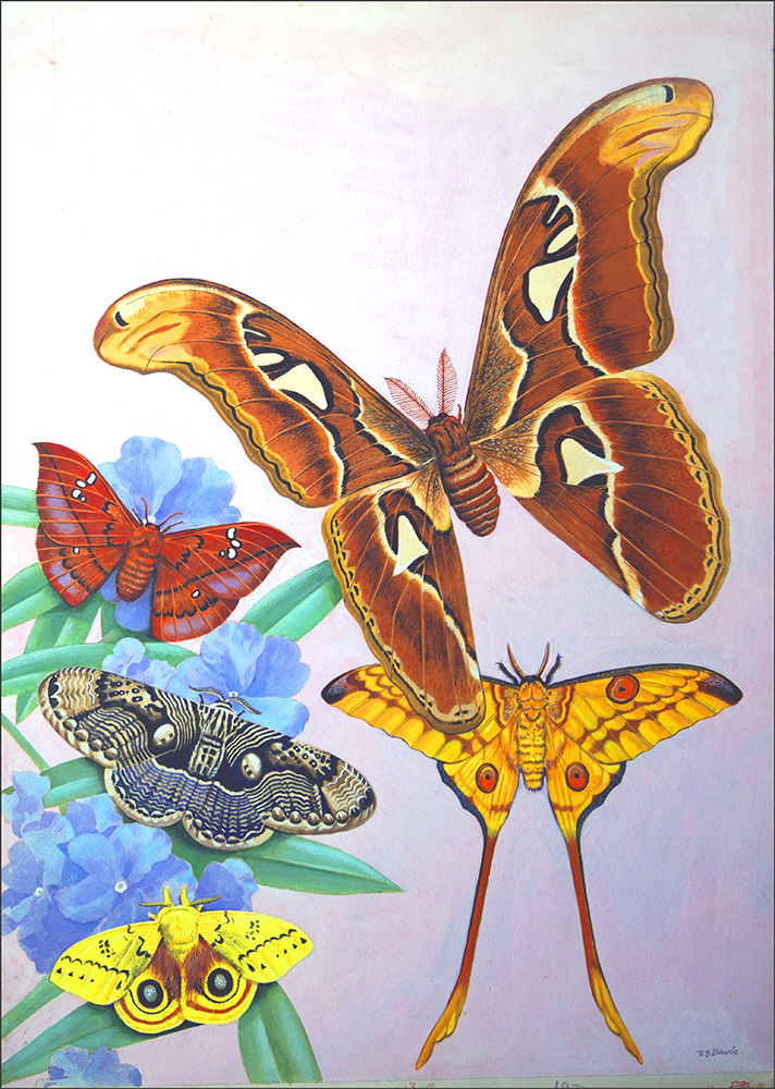 Colourful Moths of the World (Original) (Signed) art by Reginald B Davis at The Illustration Art Gallery
