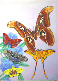 Colourful Moths of the World (Original) (Signed)