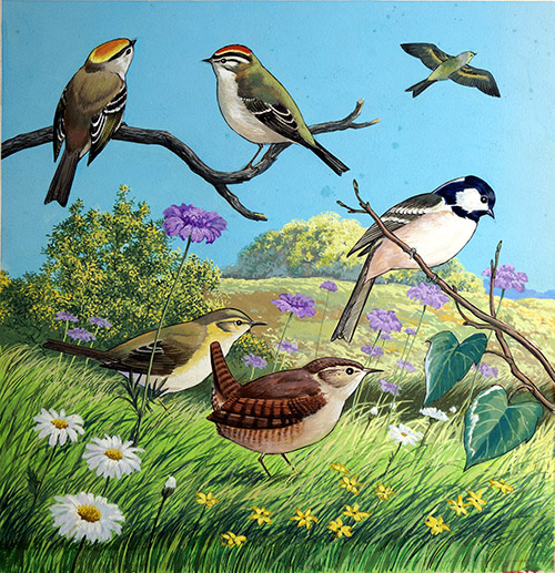 Bird Montage 1 (Original) by Reginald B Davis at The Illustration Art Gallery