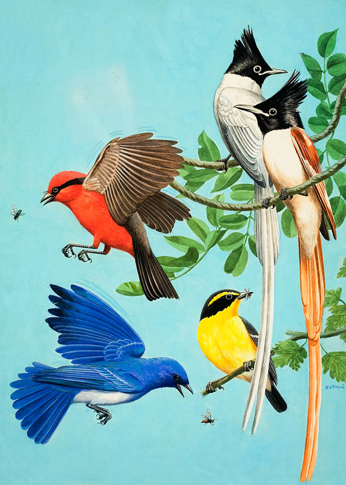 Brightly Coloured Birds (Original) (Signed) art by Reginald B Davis at The Illustration Art Gallery