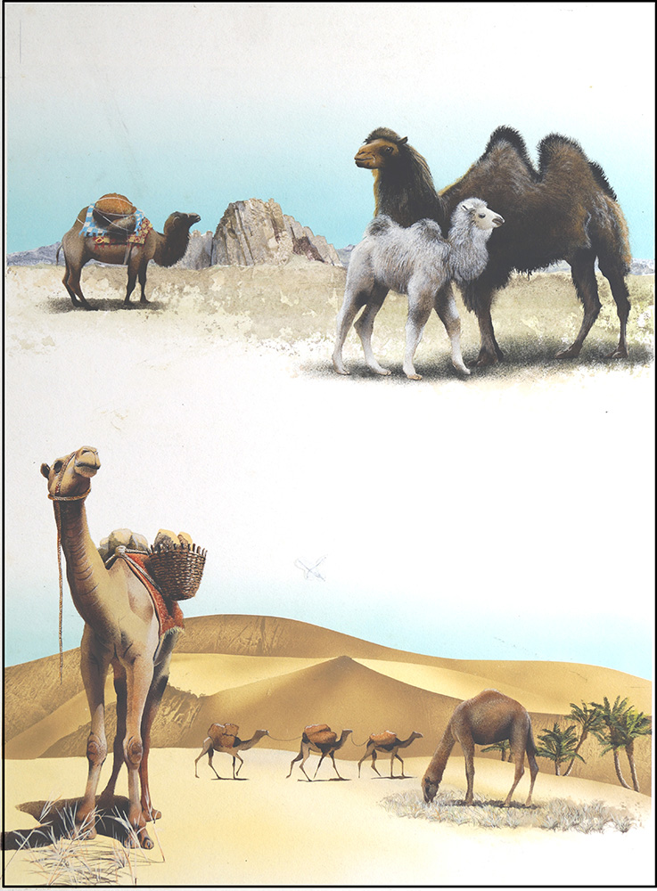 Camels and Dromedaries (Original) art by Reginald B Davis at The Illustration Art Gallery
