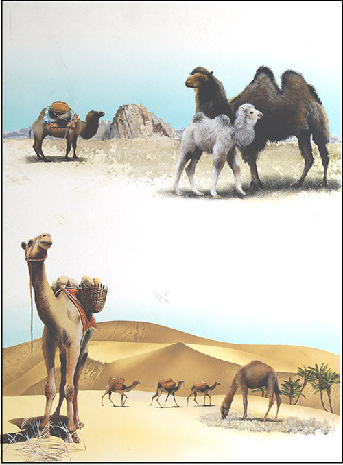 Camels and Dromedaries (Original) by Reginald B Davis at The Illustration Art Gallery