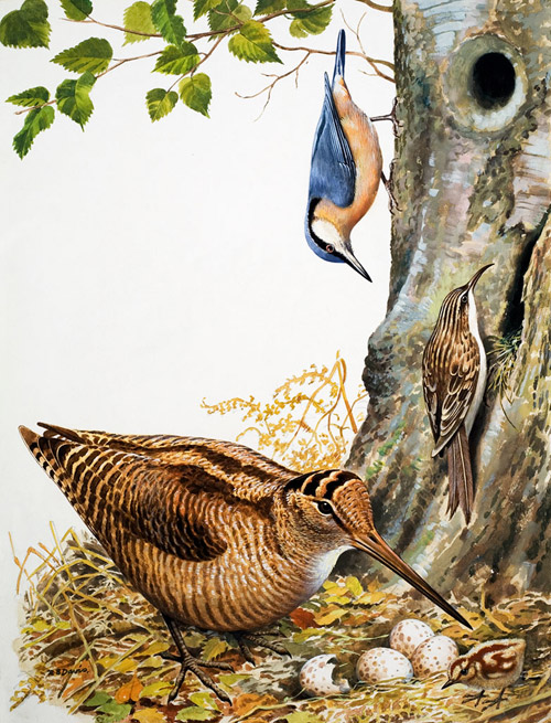 Woodland Birds (Original) (Signed) by Reginald B Davis at The Illustration Art Gallery