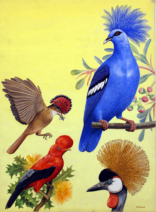 Nature Wonderland: Birds with Crowns (Original) (Signed) by Reginald B Davis at The Illustration Art Gallery