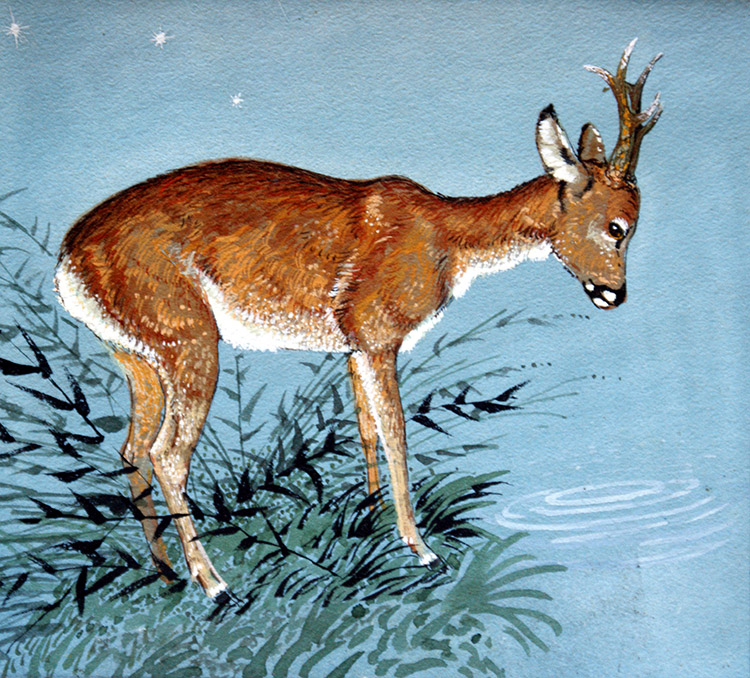 Fallow Deer (Original) by Reginald B Davis at The Illustration Art Gallery