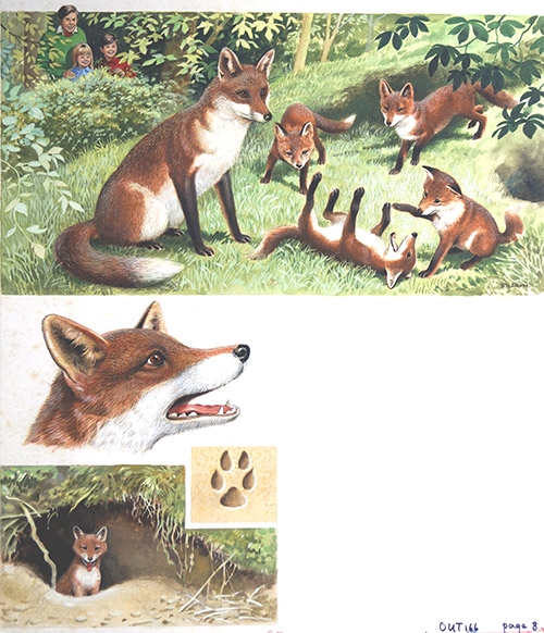 The Life of a Fox (Original) (Signed) by Reginald B Davis at The Illustration Art Gallery