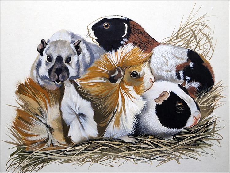 Guinea Pigs (Original) by Reginald B Davis at The Illustration Art Gallery