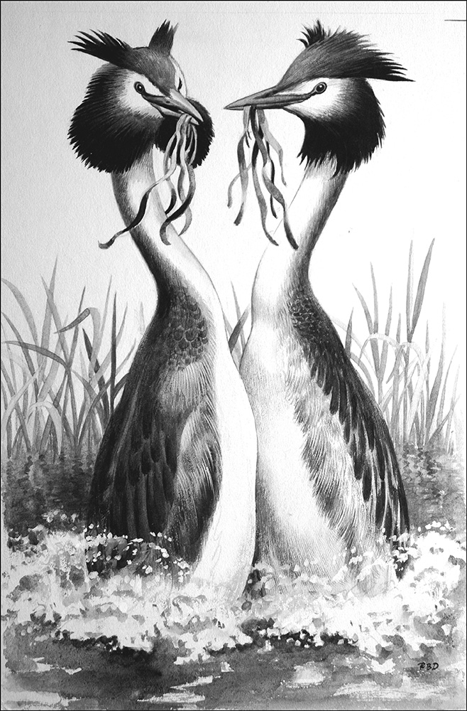 The Great Crested Grebe (Original) (Signed) art by Reginald B Davis at The Illustration Art Gallery