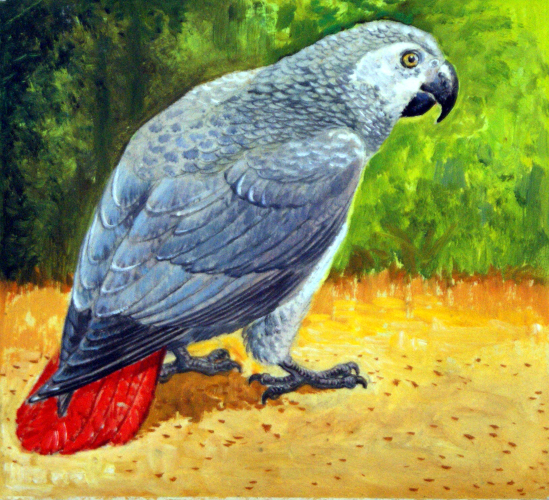 African Grey Parrot (Original) art by Reginald B Davis at The Illustration Art Gallery