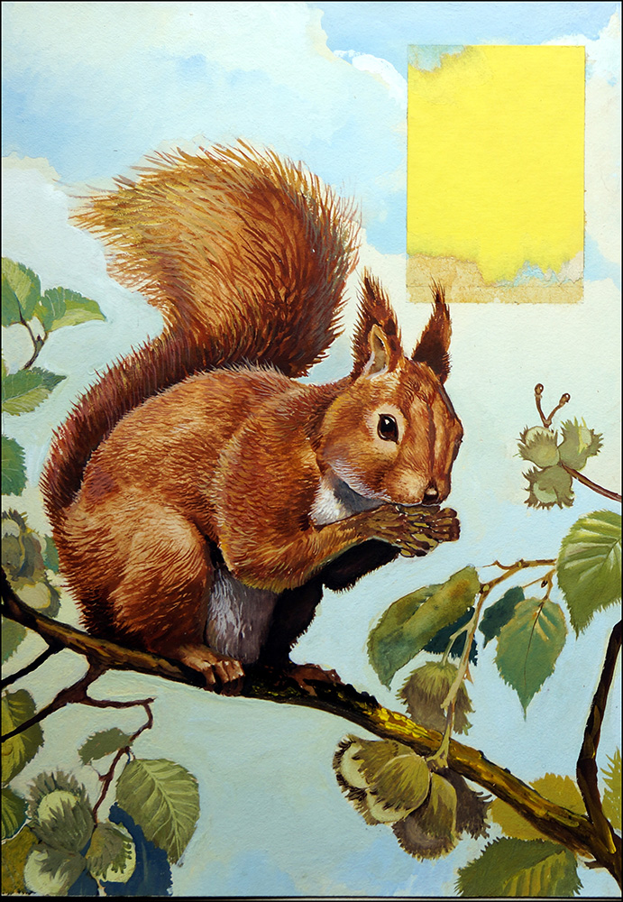 Hungry Red Squirrel (Original) art by Reginald B Davis at The Illustration Art Gallery