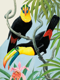 Two Toucans (Original) (Signed)