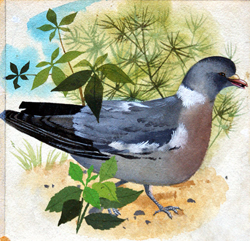 Wood Pigeon (Original) by Reginald B Davis at The Illustration Art Gallery