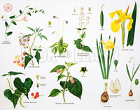 Miscellaneous Plant Families (Original Macmillan Poster) (Print)