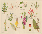 Figwort Family (Original Macmillan Poster) (Print)