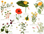 Miscellaneous plant families (Original Macmillan Poster) (Print)
