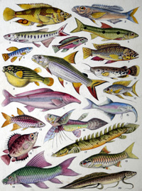 Fresh Water Fishes of the Empire - African art by James Green