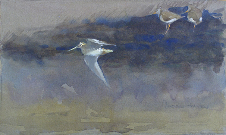 Snipe and Redshank (Original) (Signed) by Andrew Haslen Art at The Illustration Art Gallery