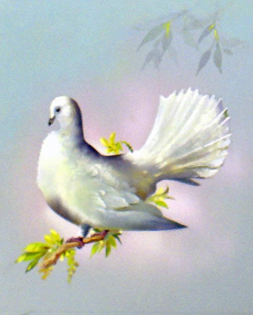 Fantail Dove (Great Britain) (Original) by Bert Illoss at The Illustration Art Gallery