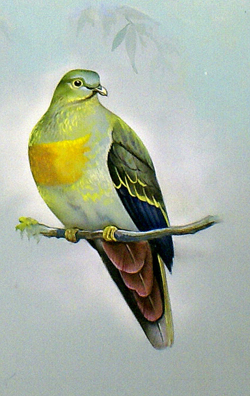 Large Green Pigeon (Malay Peninsula) (Original) by Bert Illoss at The Illustration Art Gallery