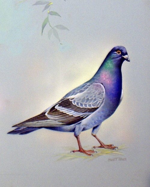 Rock Dove (North America) (Original) (Signed) by Bert Illoss at The Illustration Art Gallery