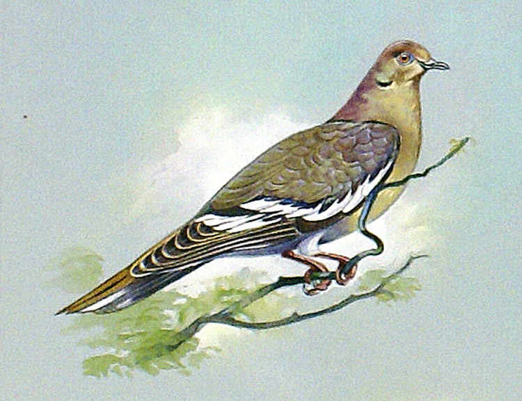 White Winged Dove (West Indies) (Original) by Bert Illoss at The Illustration Art Gallery