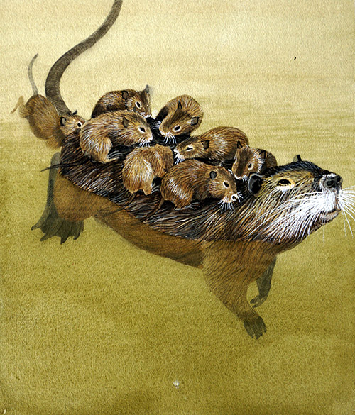 Coypu (Original) by Kenneth Lilly Art at The Illustration Art Gallery
